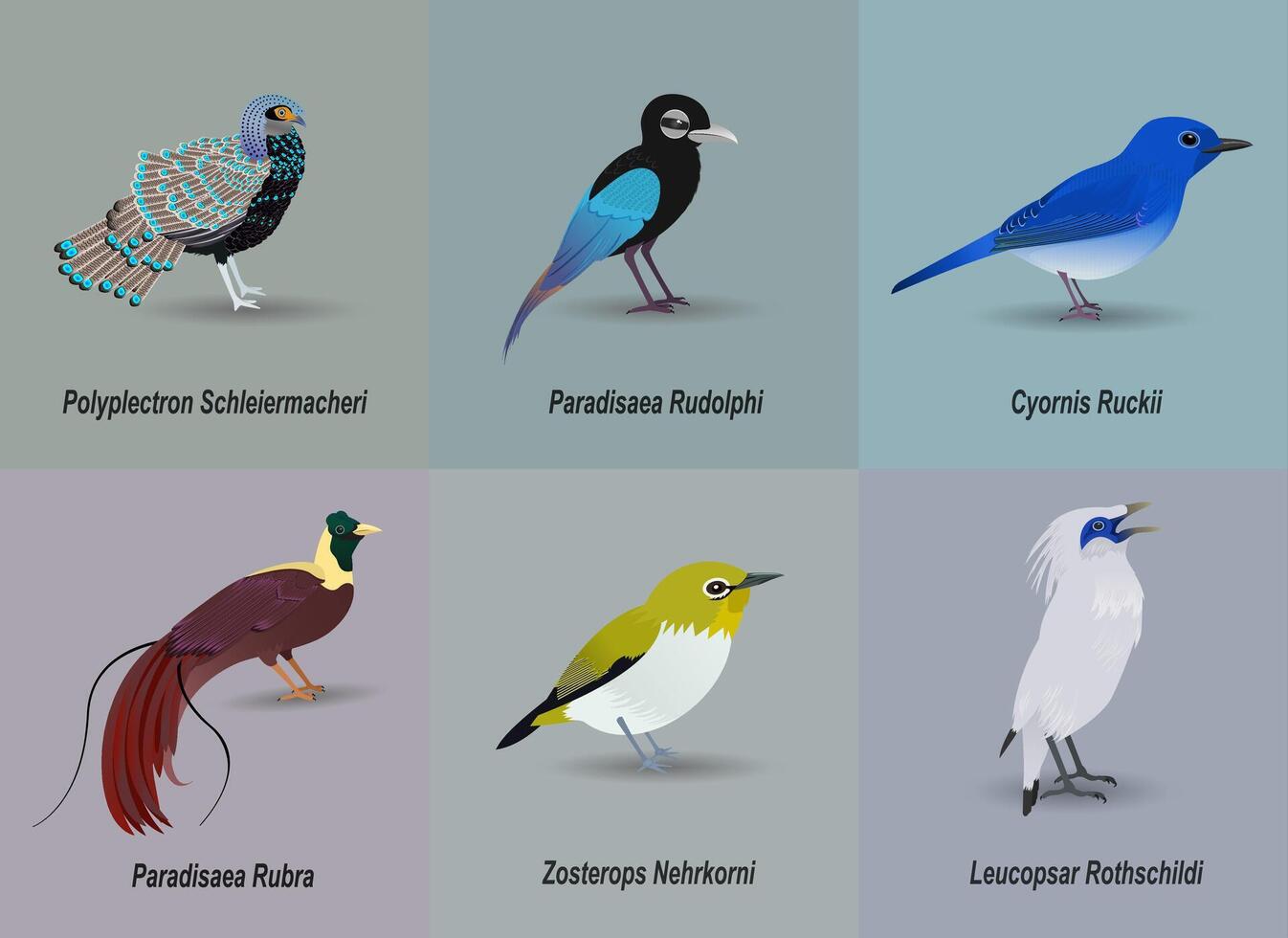 These are 6 types of rare birds in Indonesia. vector