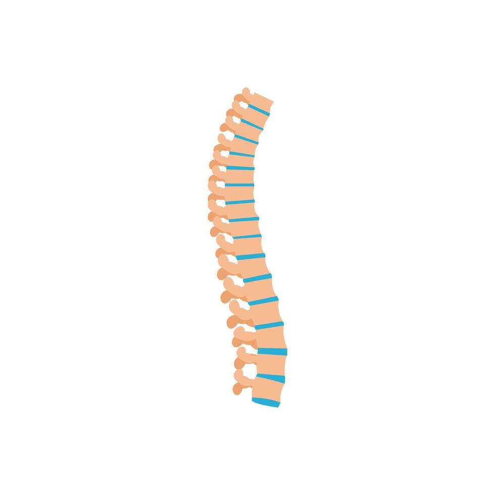 Spinal Cord, Human Body Part Illustration vector