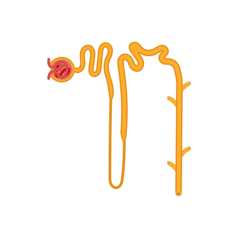 Nephron, Human Body Part Illustration vector