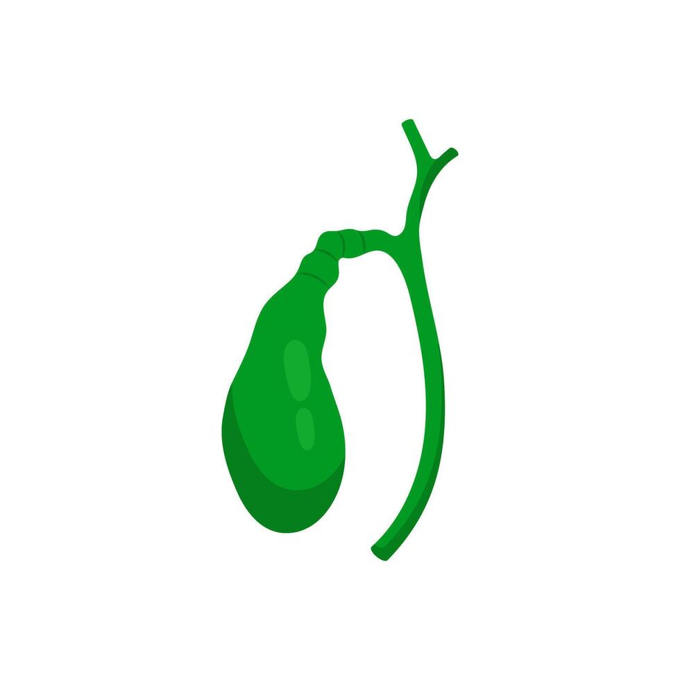 Gallbladder, Human Body Part Illustration vector