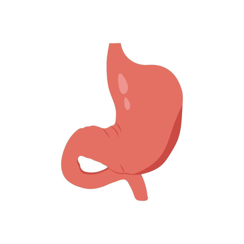 Stomach, Human Body Part Illustration vector