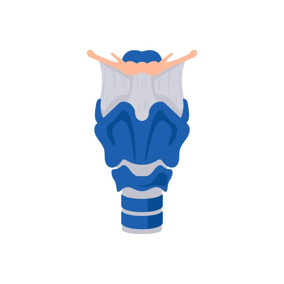 Larynx, Human Body Part Illustration vector
