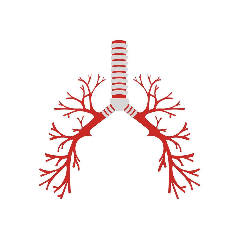 Bronchus, Human Body Part Illustration vector
