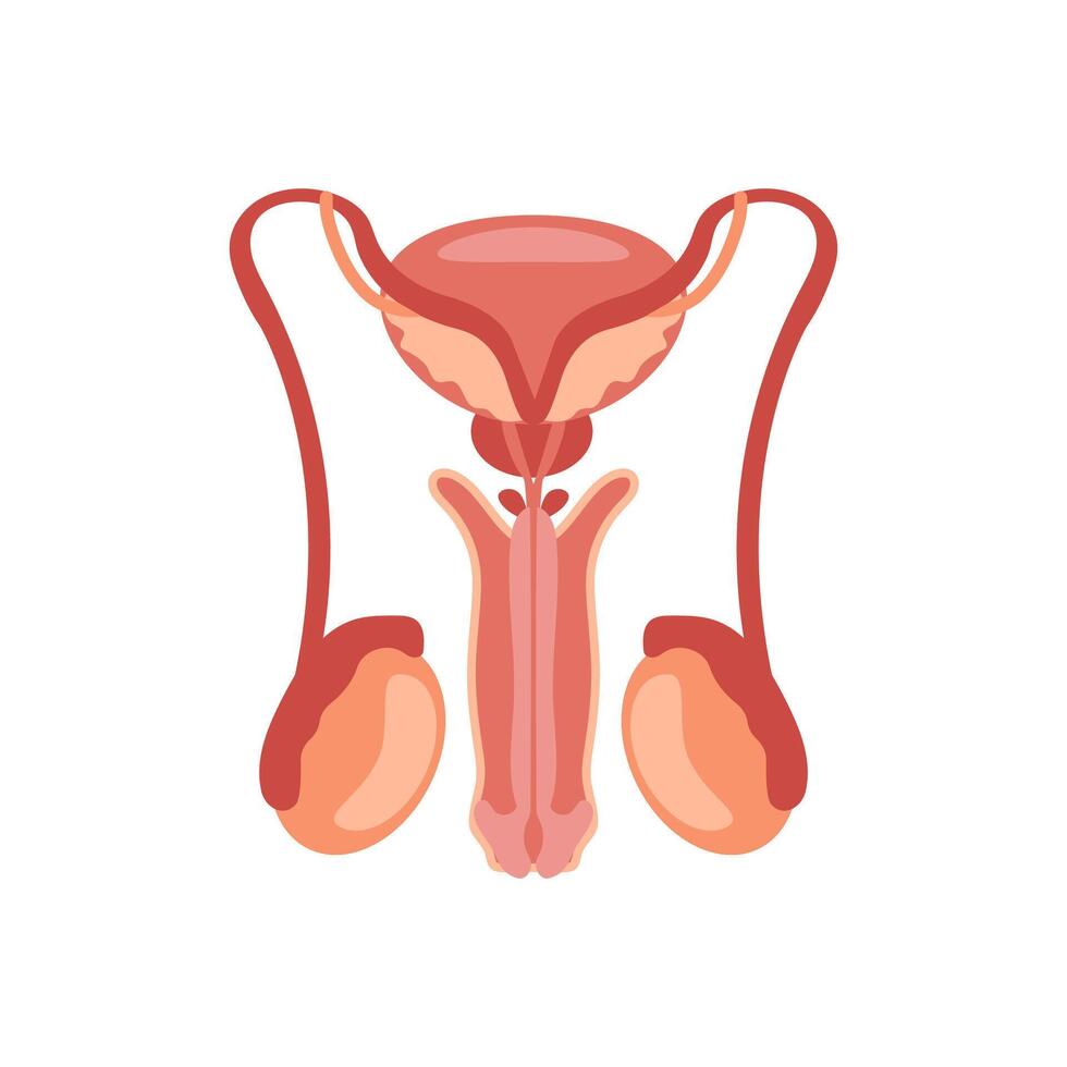 Reproductive System, Human Body Part Illustration vector