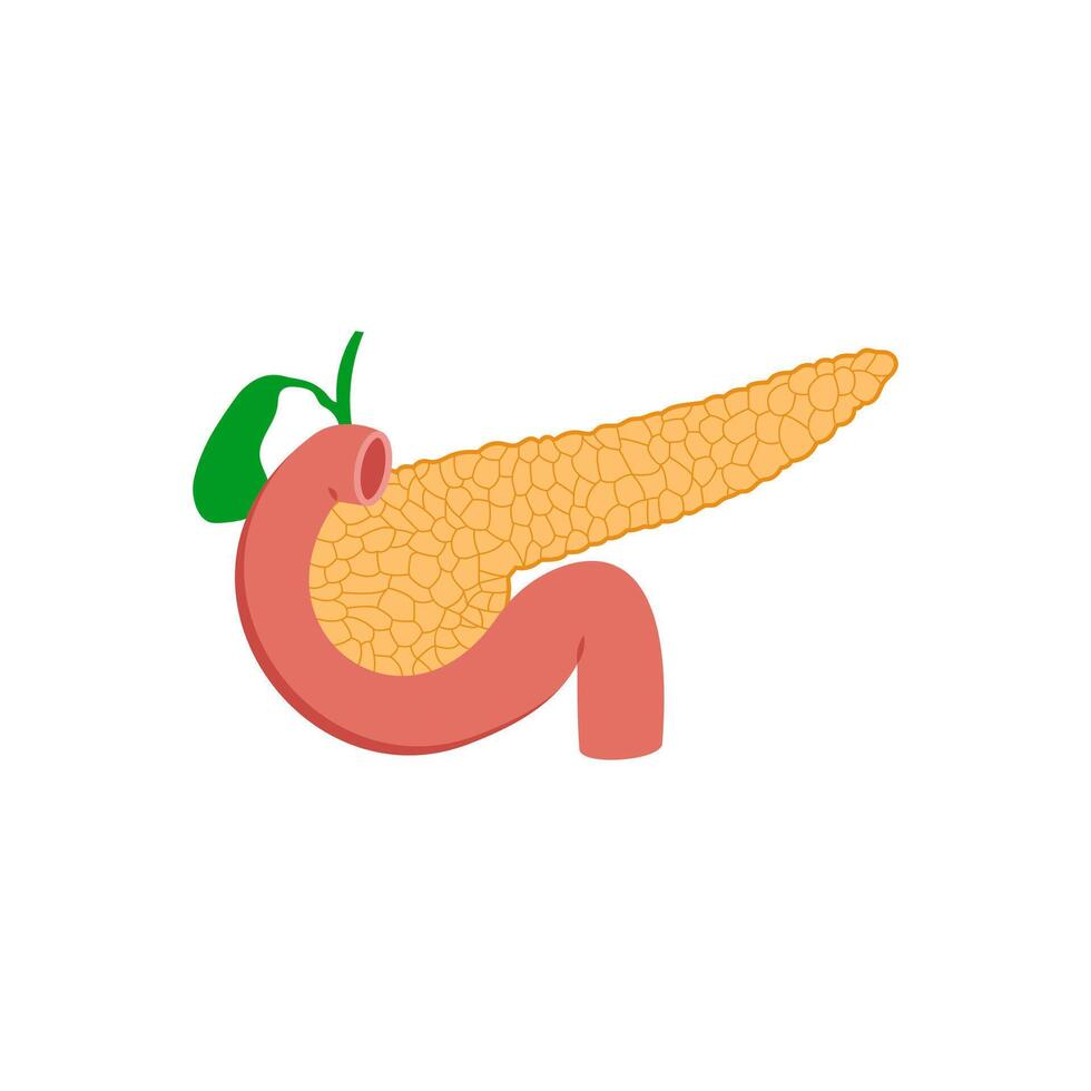 Pancreas, Human Body Part Illustration vector