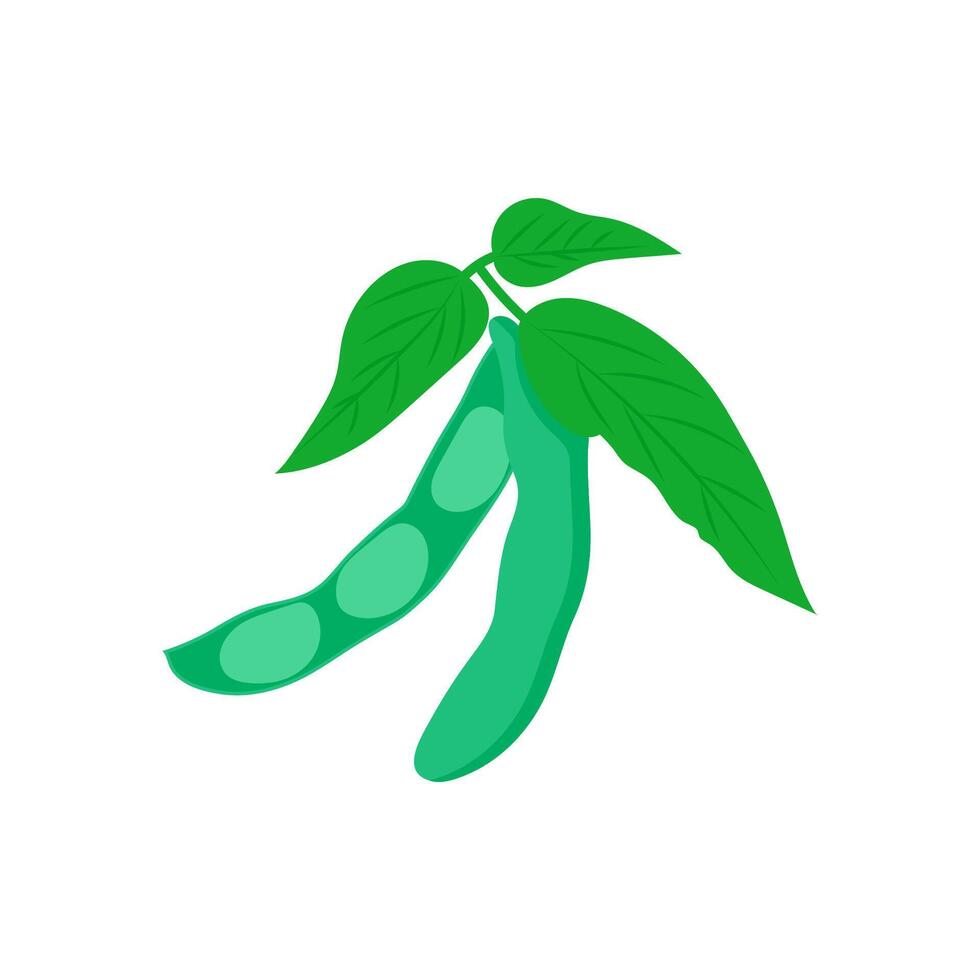 Soybean, Farming Illustration vector