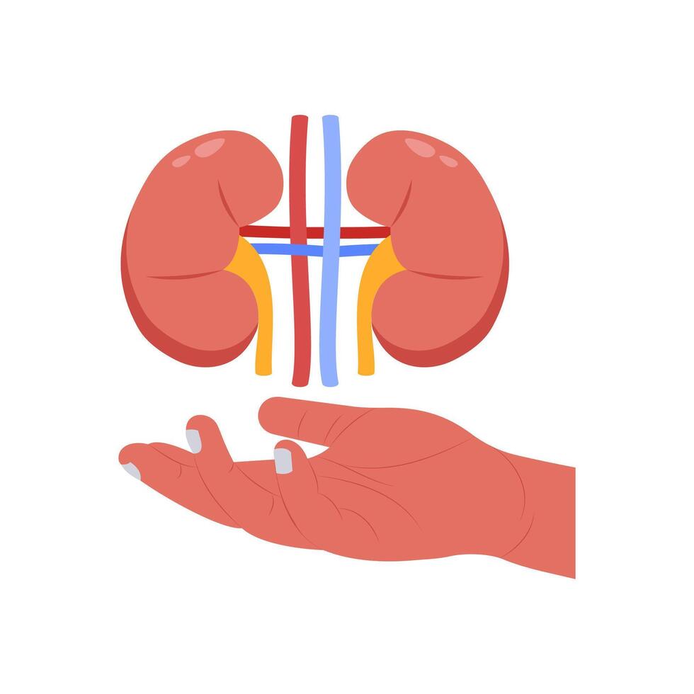 Kidney Donation Illustration vector