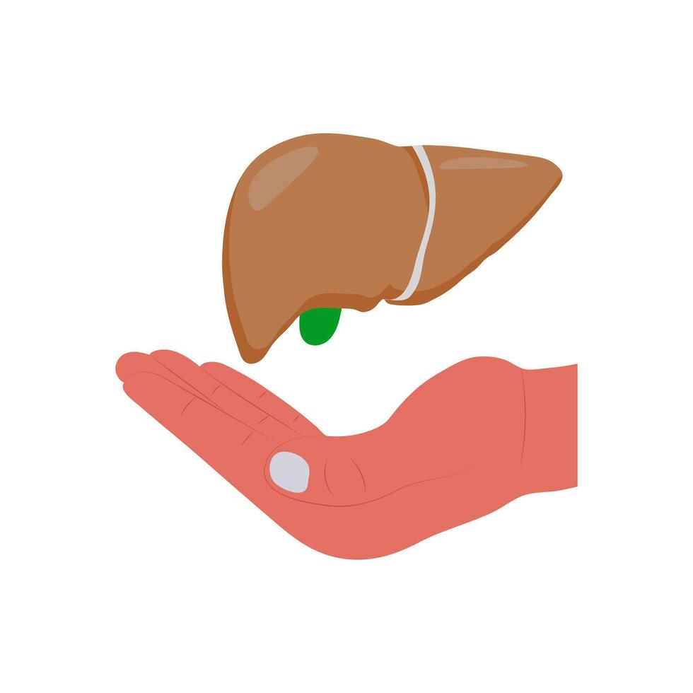 Liver Donation Illustration vector