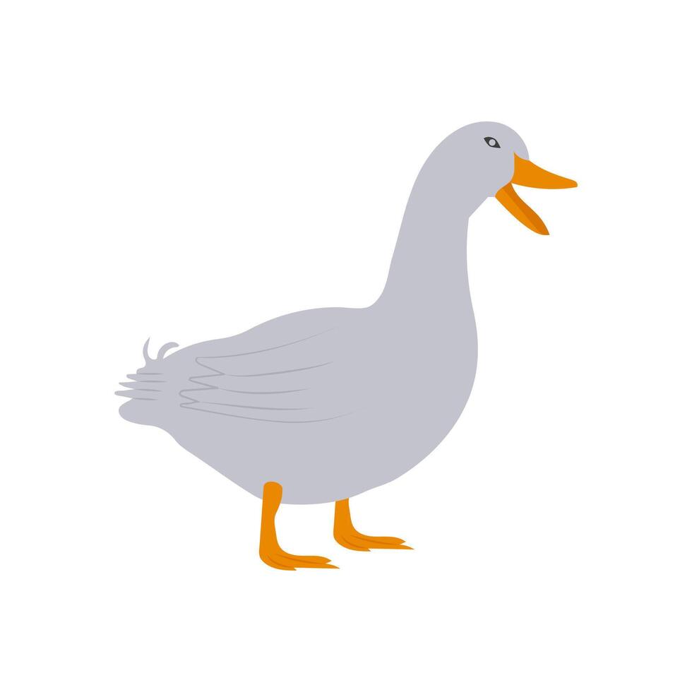 Duck, Farming Illustration vector