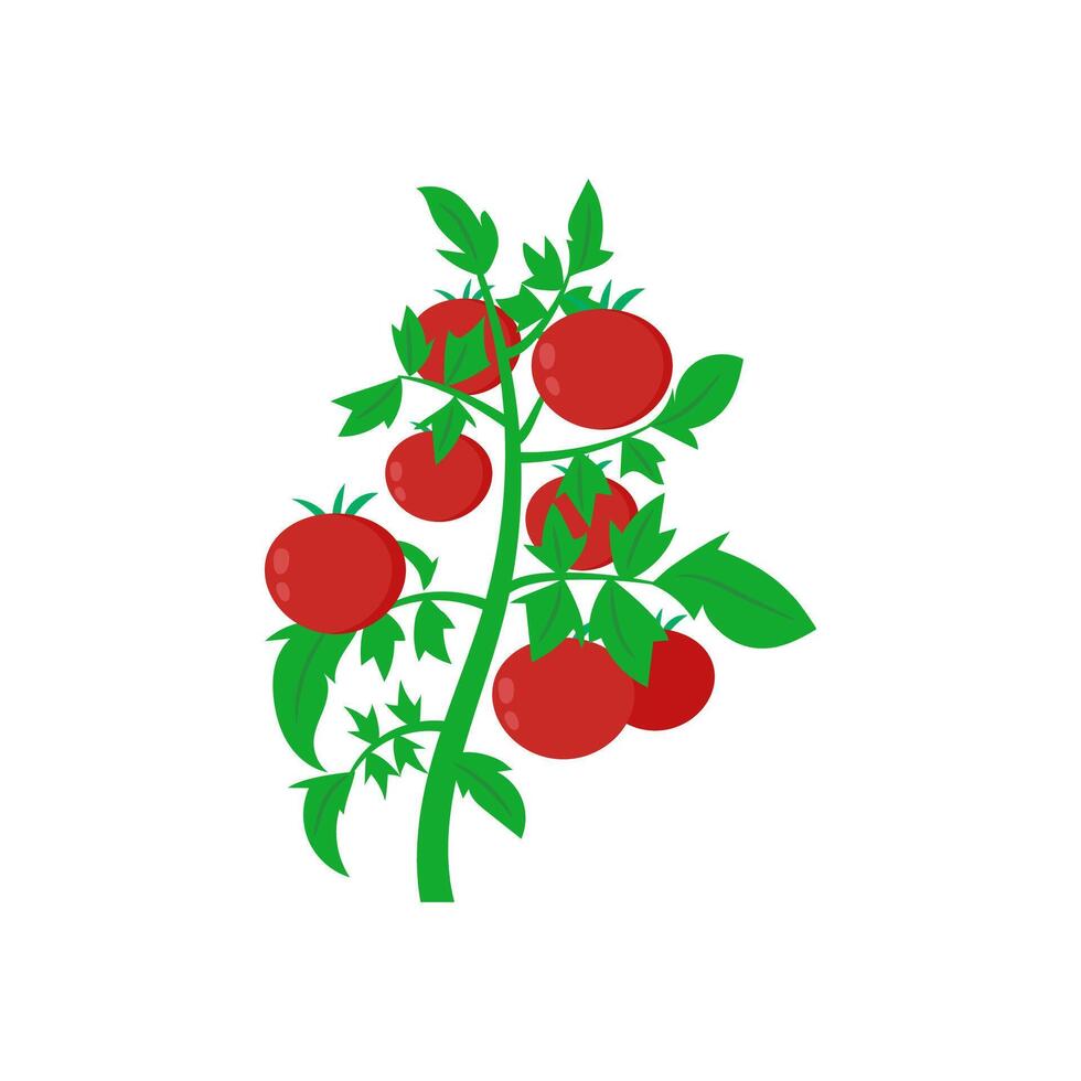 Tomato, Farming Illustration vector