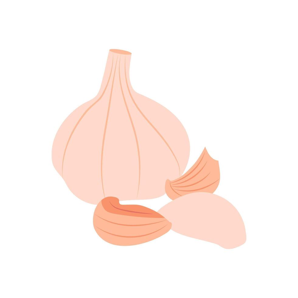 Garlic, Farming Illustration vector