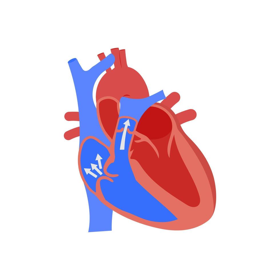 Tricuspid Valve Regurgitation, Cardiovascular Disease Illustration Icon vector
