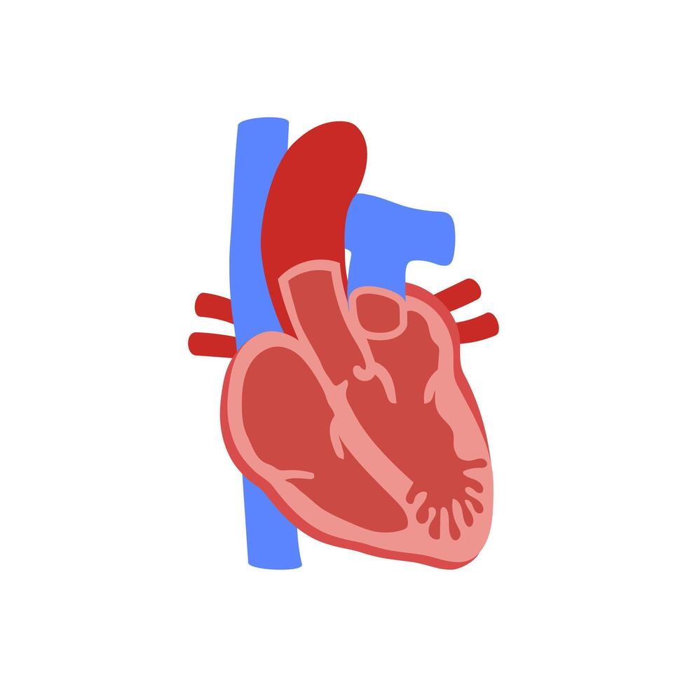 Heart Trabeculation, Cardiovascular Disease Illustration Icon vector