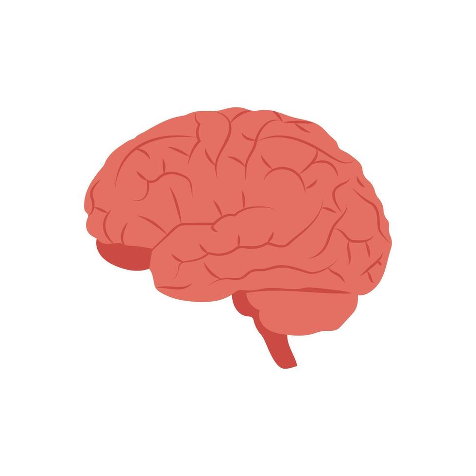 Brain, Human Body Part Illustration vector