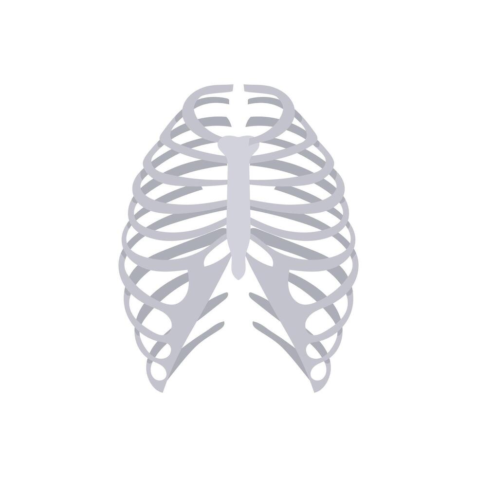 Ribs, Human Body Part Illustration vector