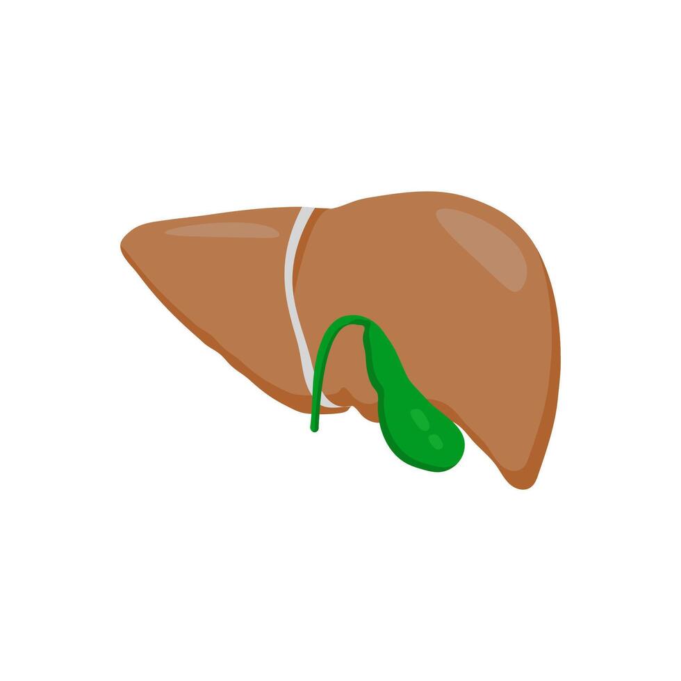 Liver, Human Body Part Illustration vector