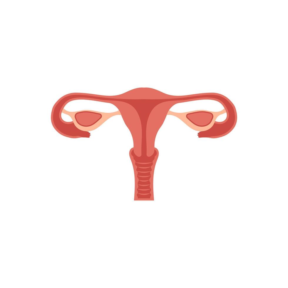 Uterus, Human Body Part Illustration vector