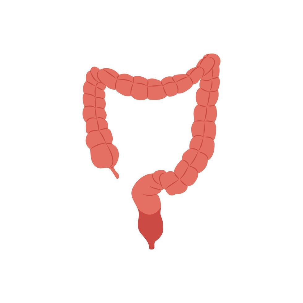 Large Intestine, Human Body Part Illustration vector