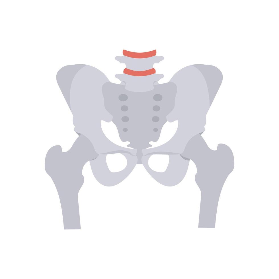 Pelvis Bone, Human Body Part Illustration vector