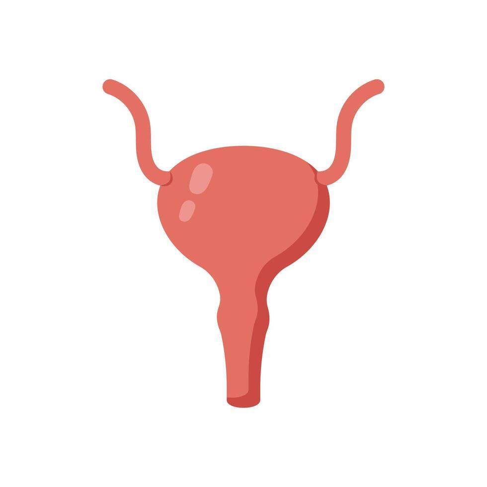 Bladder, Human Body Part Illustration vector
