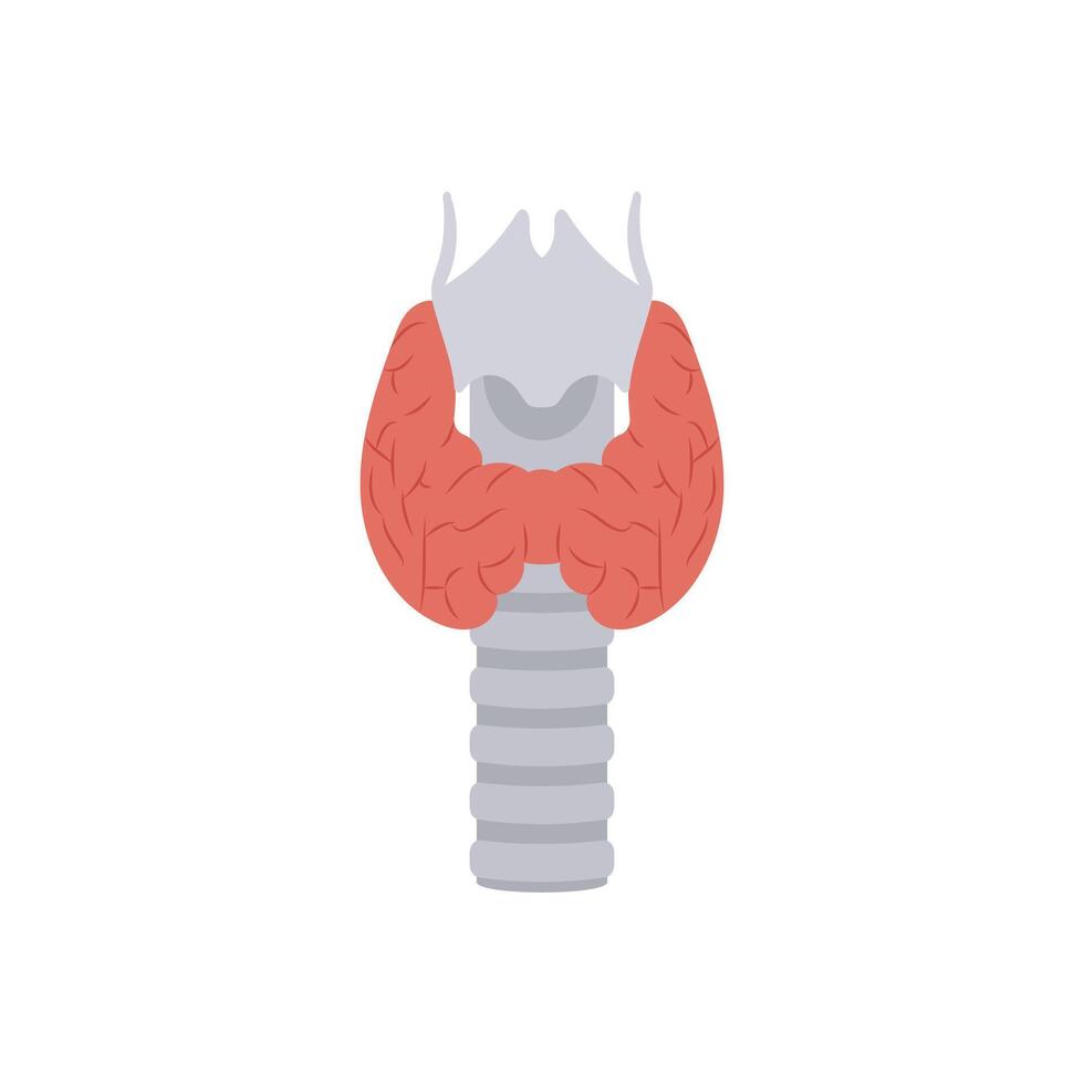 Thyroid Gland, Human Body Part Illustration vector