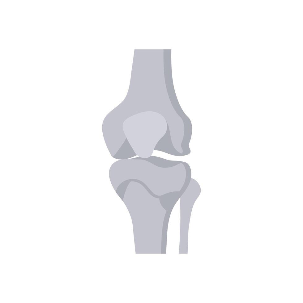 Knee Joint, Human Body Part Illustration vector