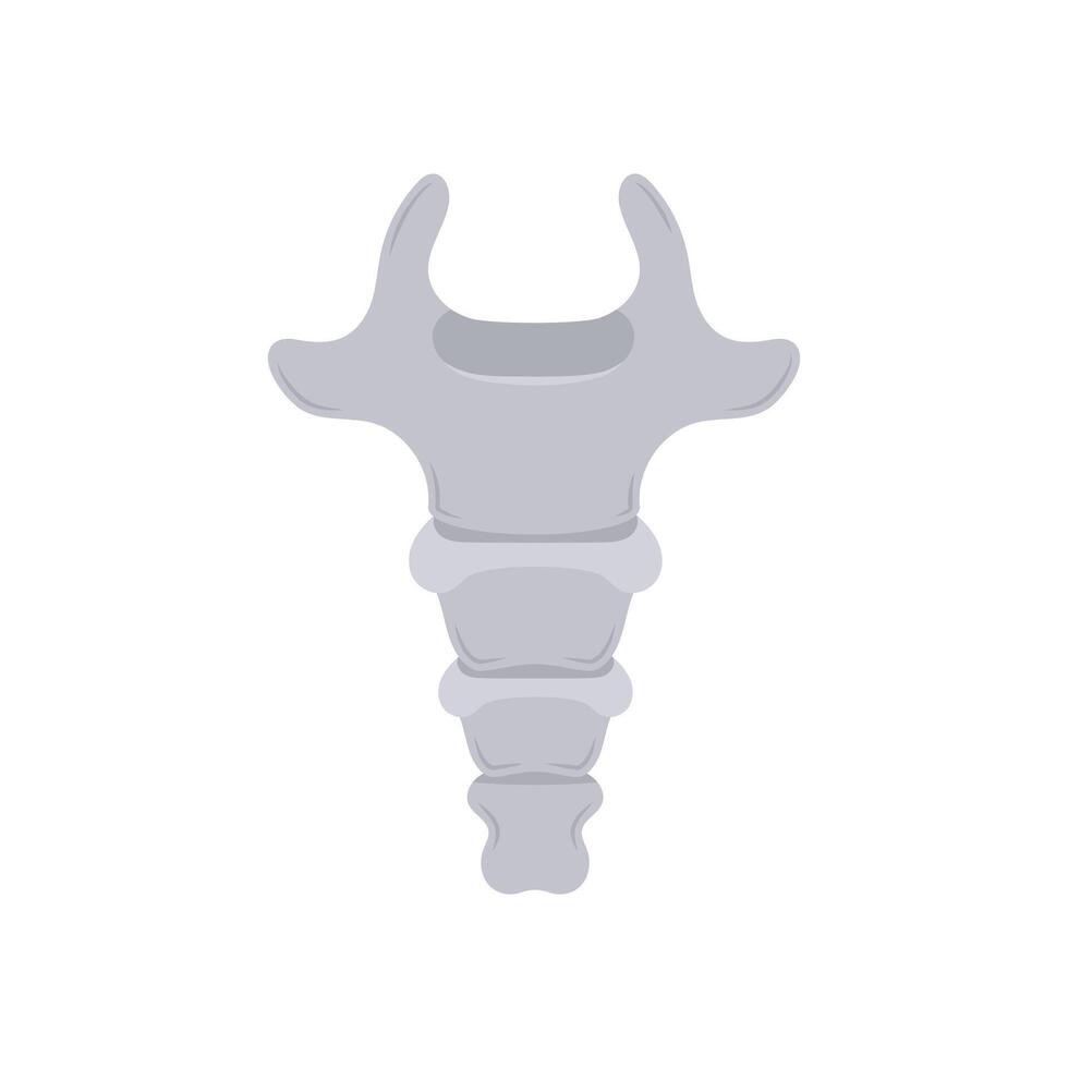 Coccyx, Human Body Part Illustration vector