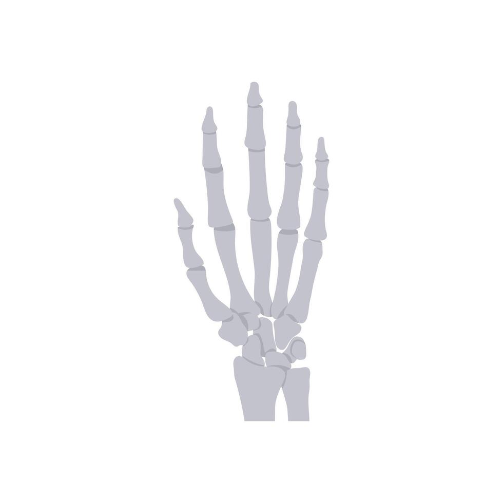 Hand Bones, Human Body Part Illustration vector
