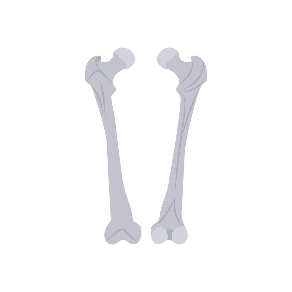 Femur, Human Body Part Illustration vector