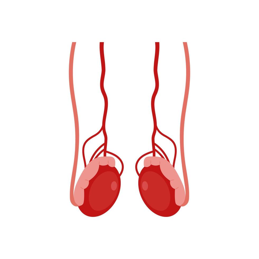 Testicles, Human Body Part Illustration vector
