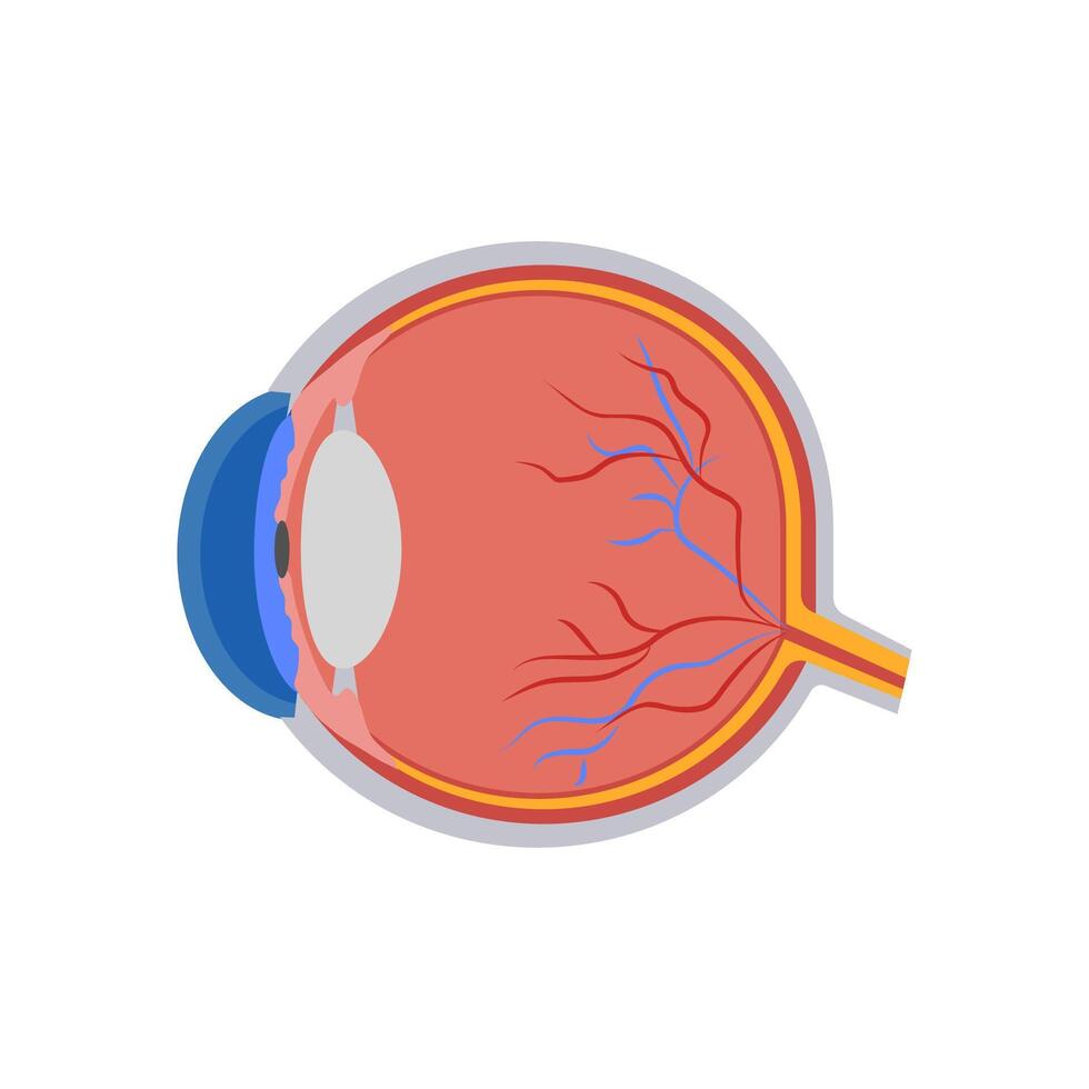 Eyeball, Human Body Part Illustration vector