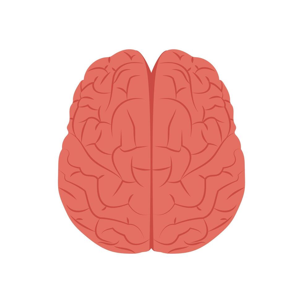 Brain Upper View, Human Body Part Illustration vector