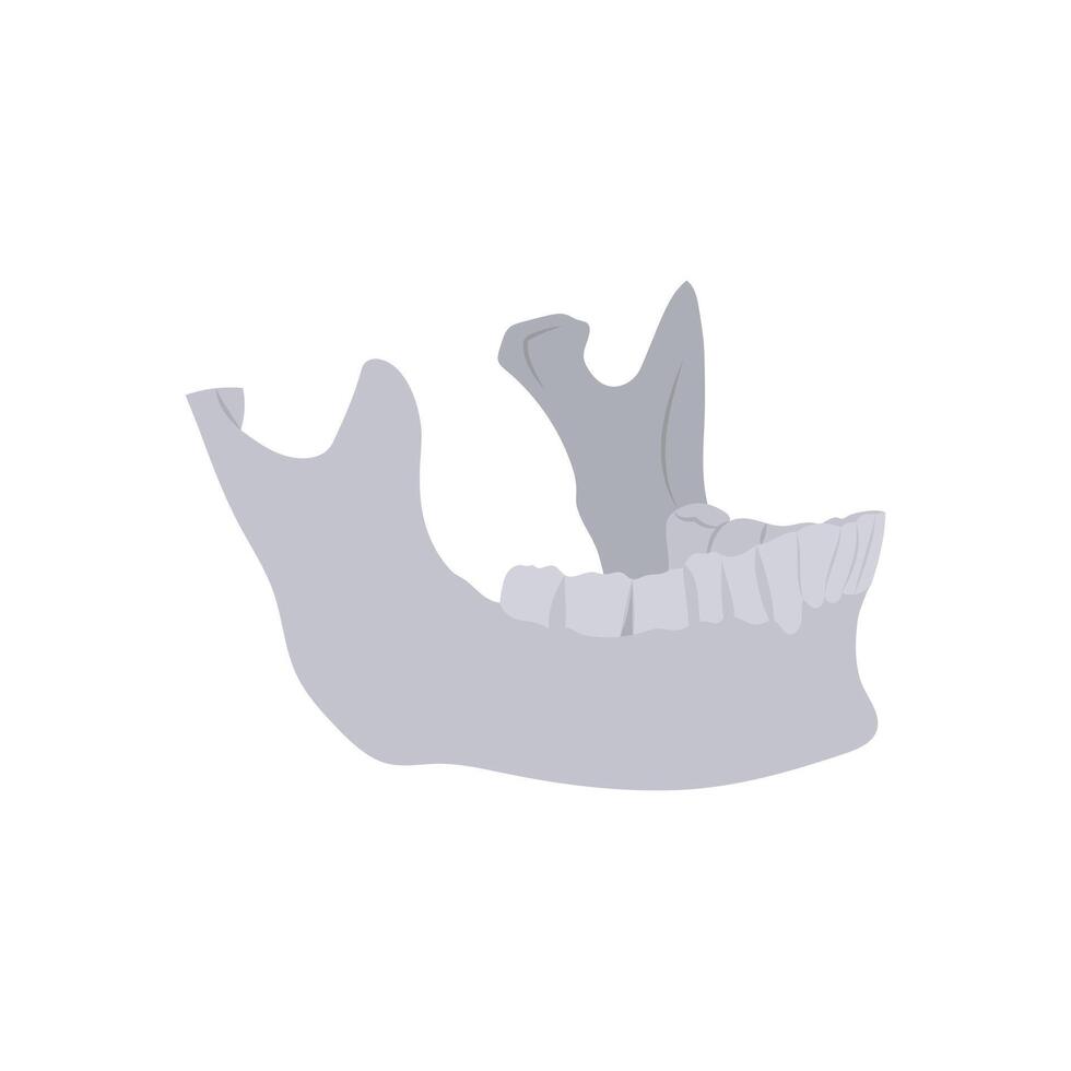 Jaw Bone, Human Body Part Illustration vector