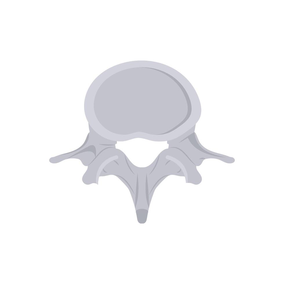 Lumbar Vertebra, Human Body Part Illustration vector