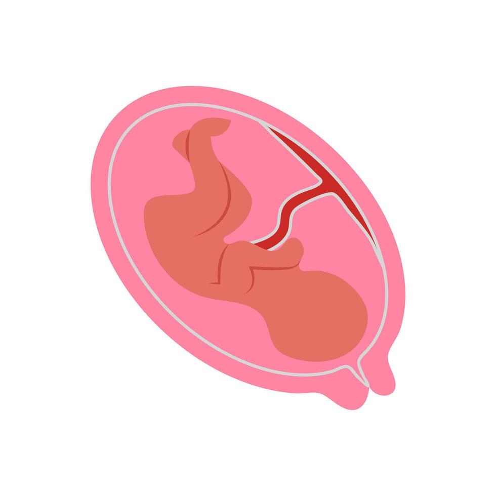 Fetus, Human Body Part Illustration vector