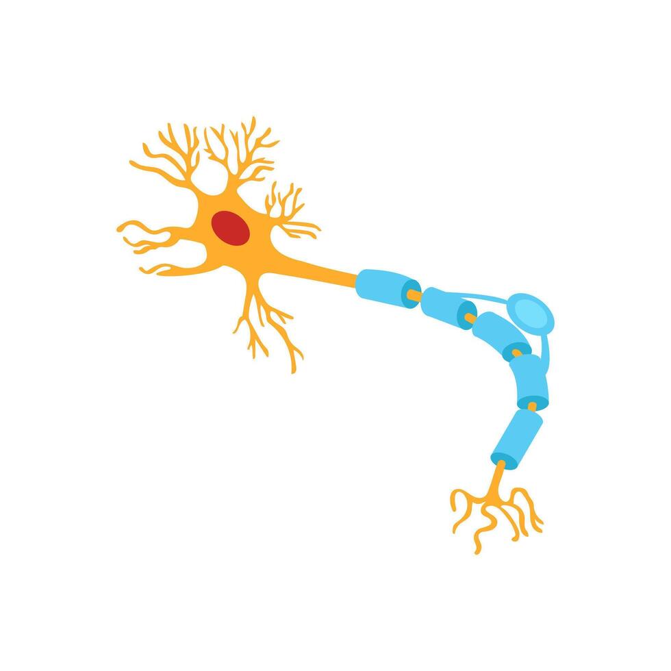 Neuron, Human Body Part Illustration vector