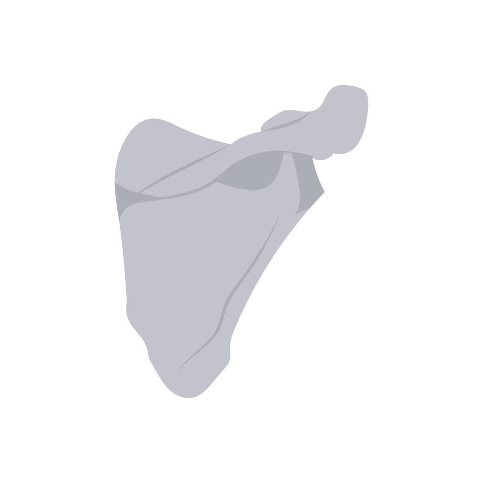 Scapula, Human Body Part Illustration vector