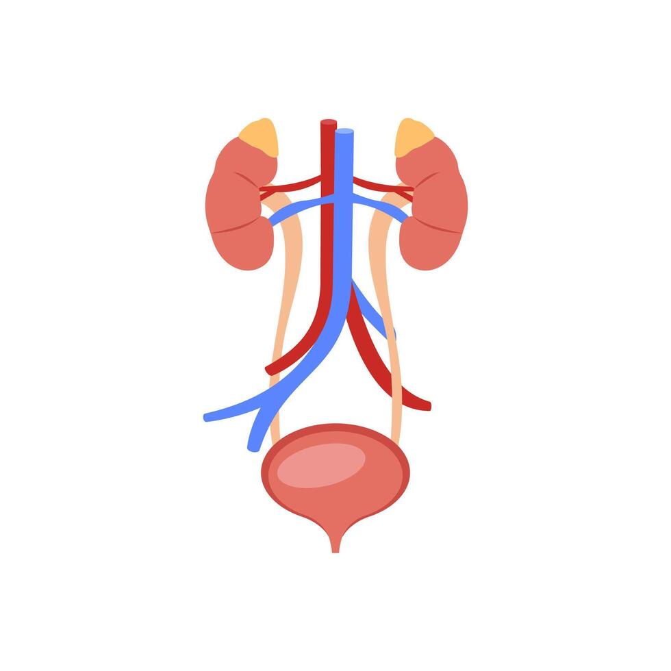Urinary System, Human Body Part Illustration vector