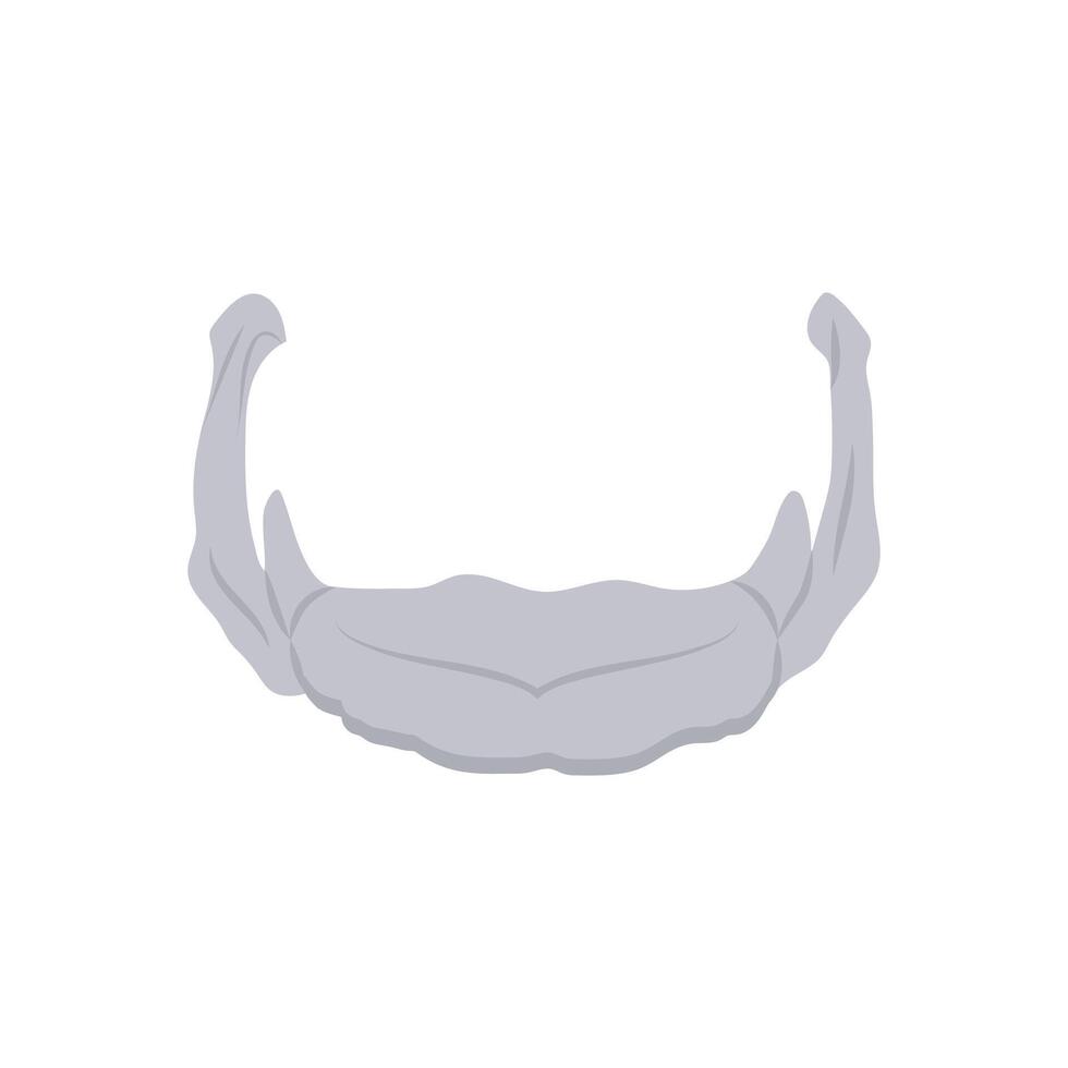 Hyoid Bone, Human Body Part Illustration vector