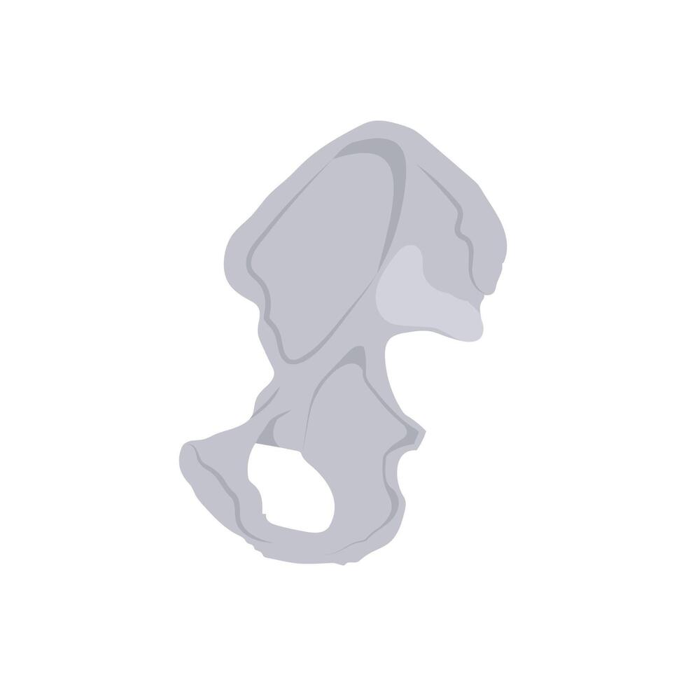 Hip Bone, Human Body Part Illustration vector