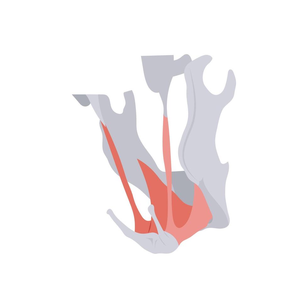 Stylohyoid Muscle, Human Body Part Illustration vector