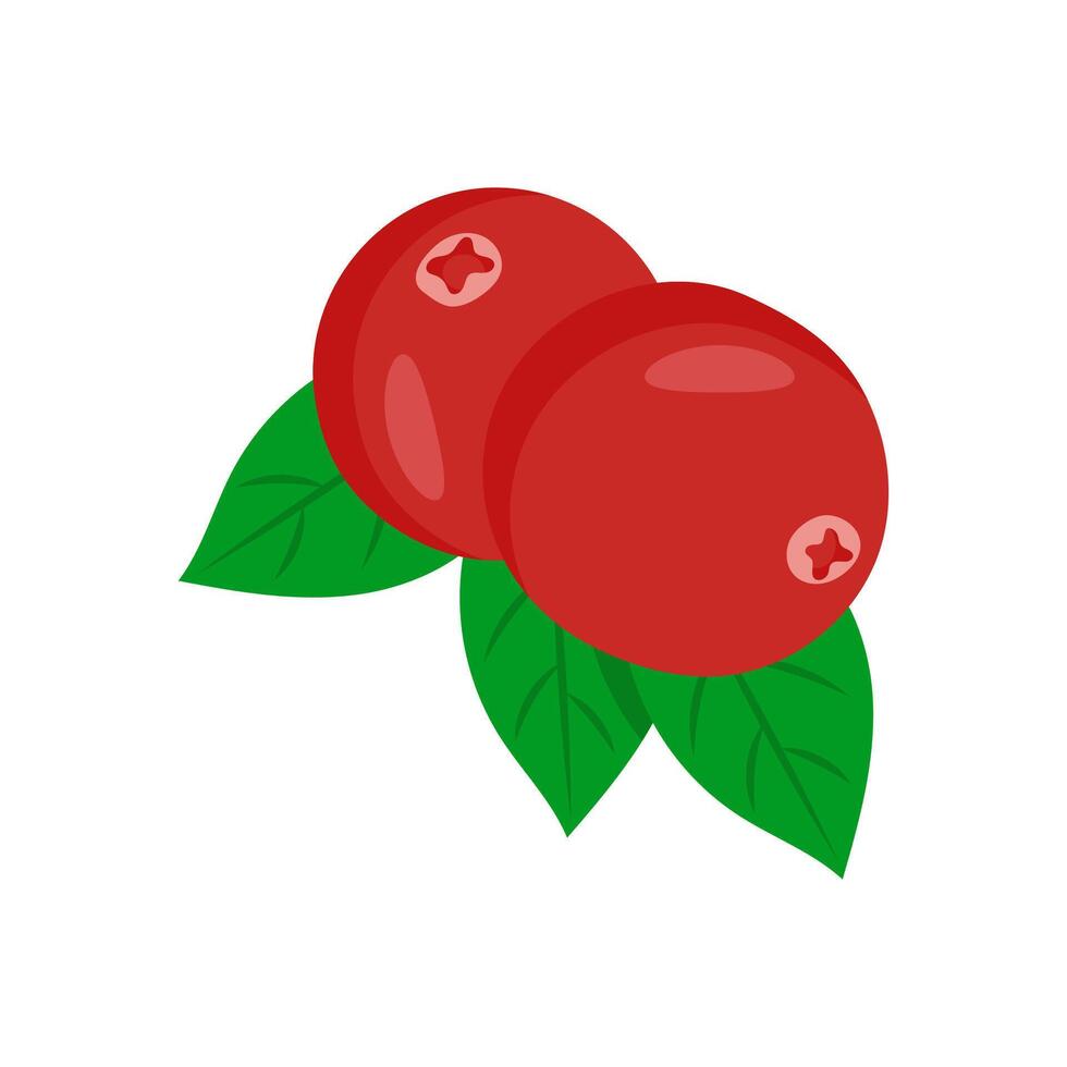 Cranberry , Autumn illustration vector