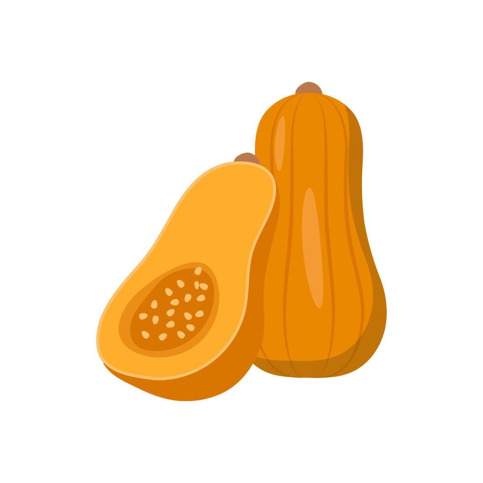 Squash , Autumn illustration vector