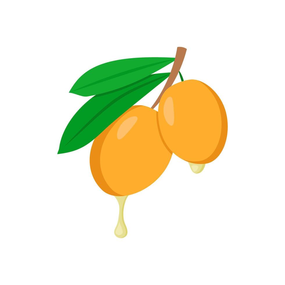 Olives Oil, Cosmetics illustration vector