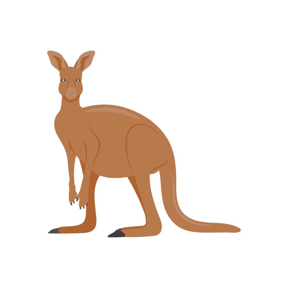 Kangaroo, Australia Symbols vector