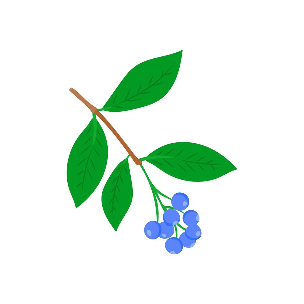 Blue Lilly, Australia Symbols vector