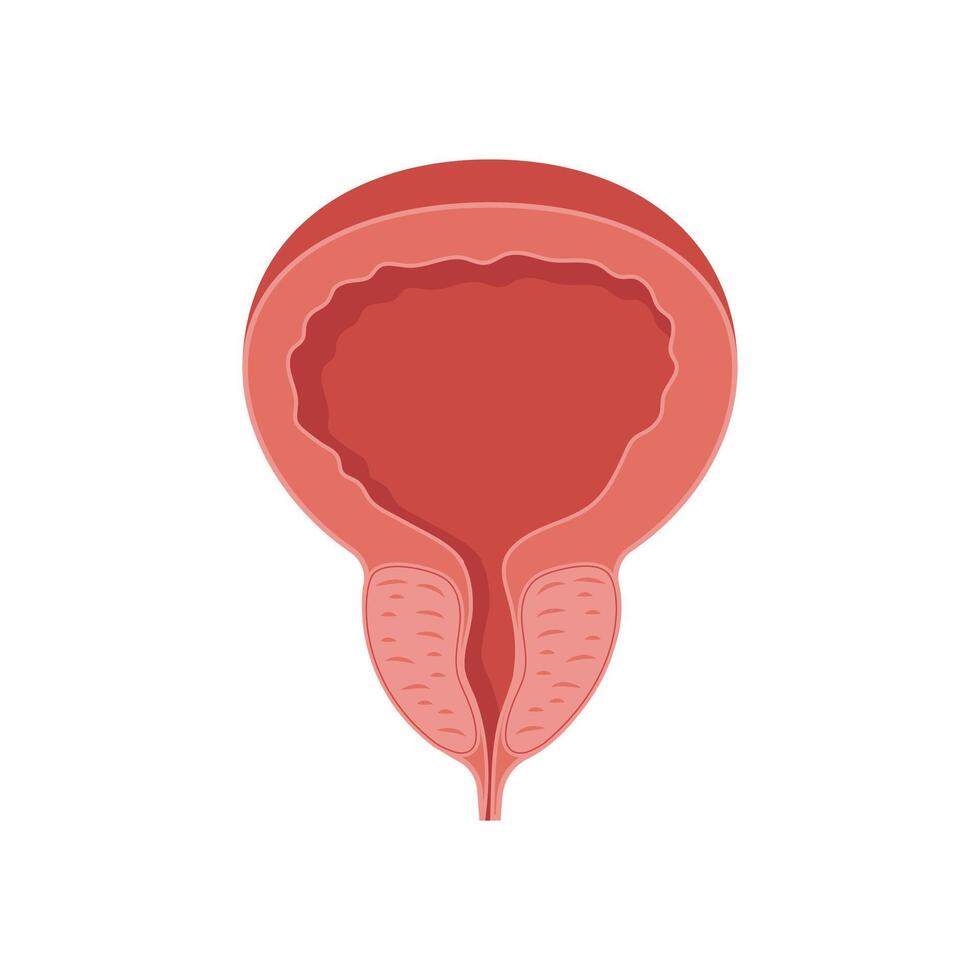 Prostate, Human Body Part Illustration vector