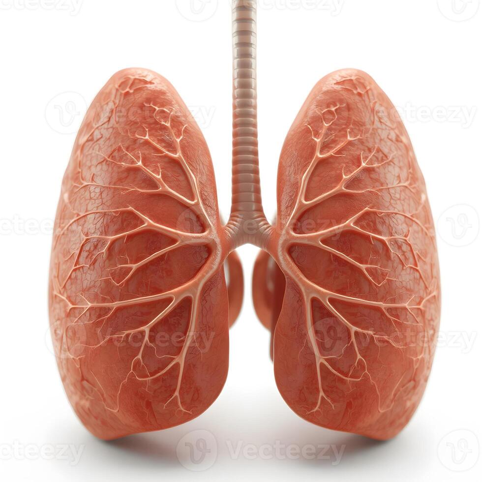 Human Lungs 3d with deep details. AI photo
