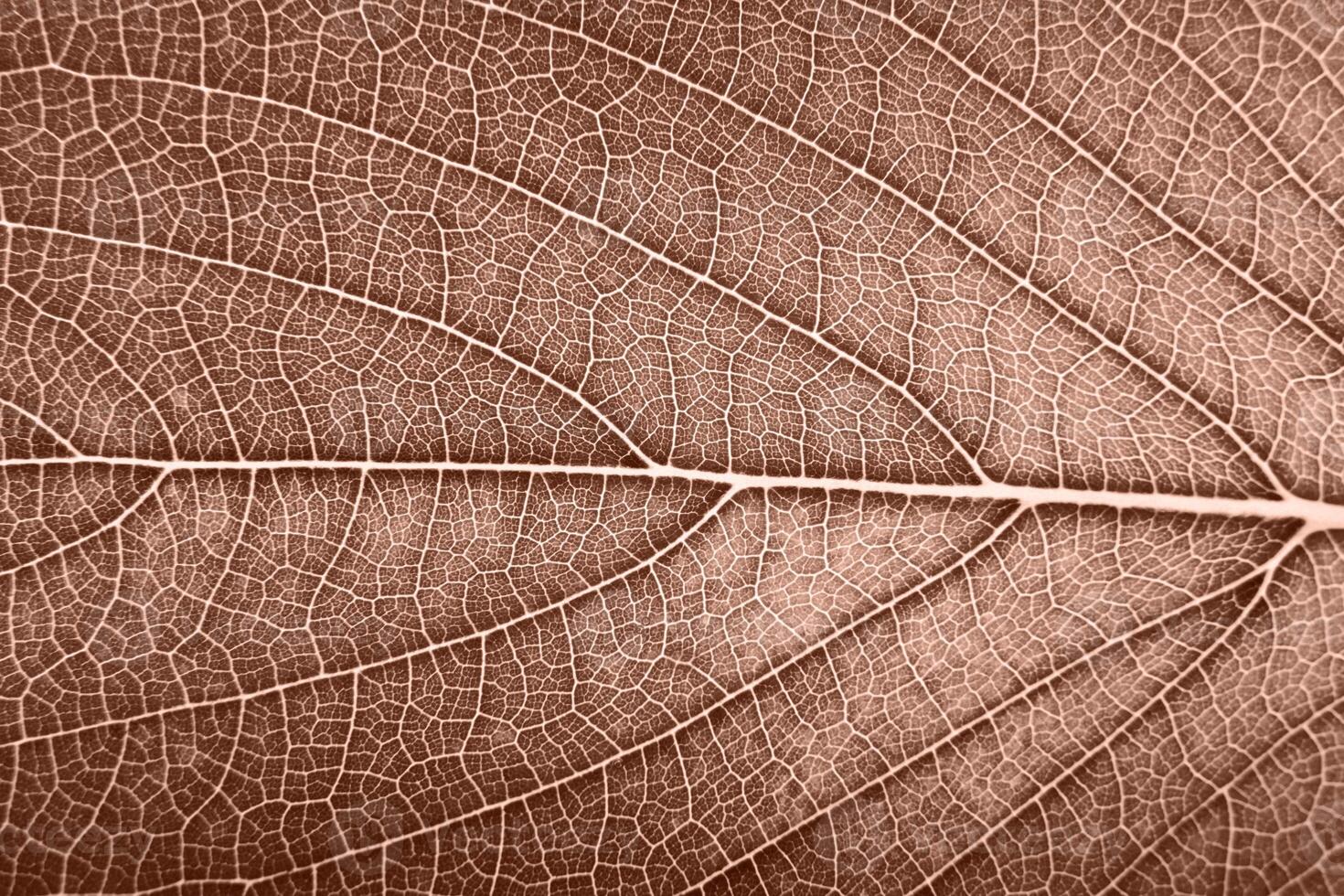 leaf natural detailed texture super close up macro color of 2025 year photo