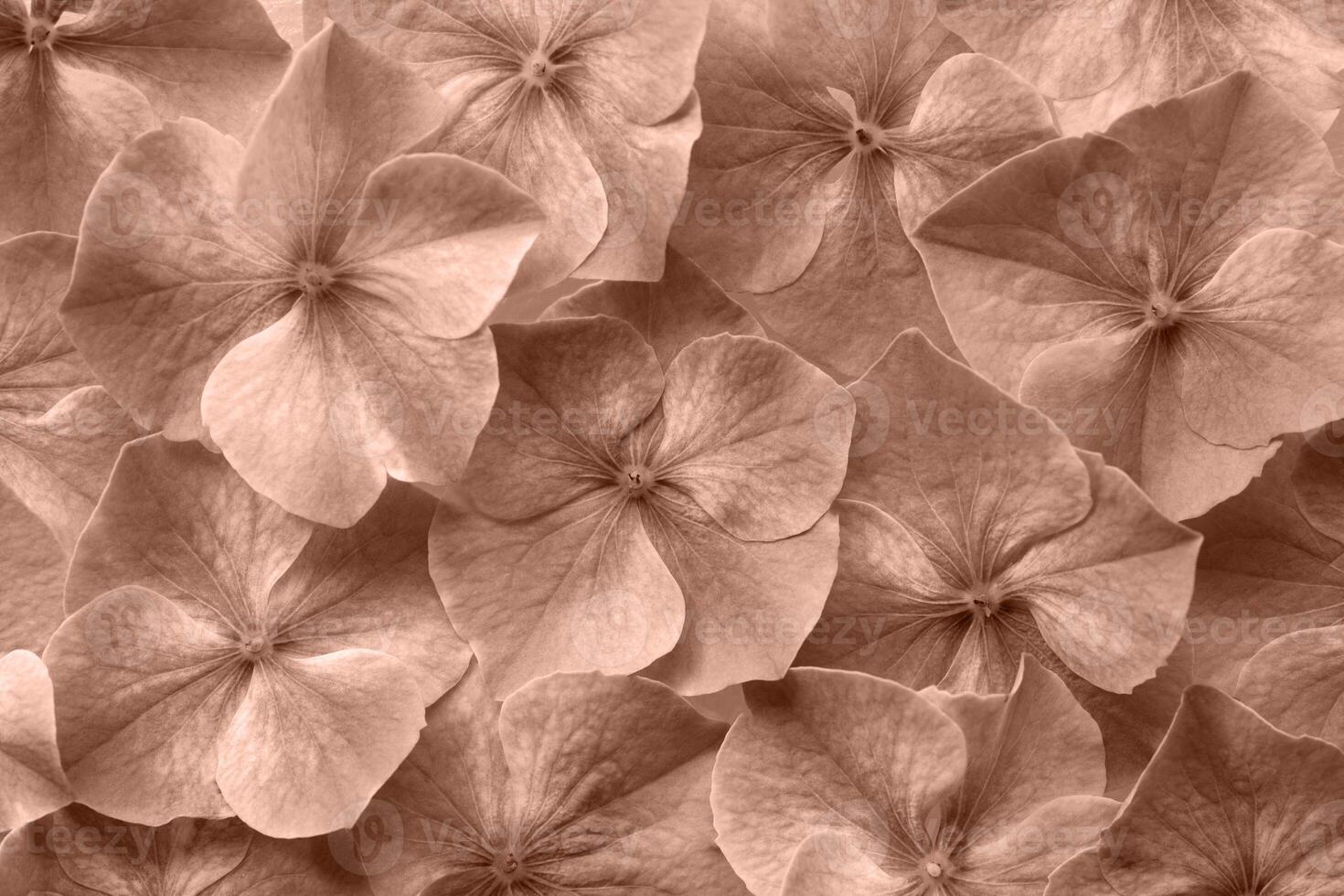 hydrangea flower background texture. fresh and perfect flowers and petals color of 2025 year photo